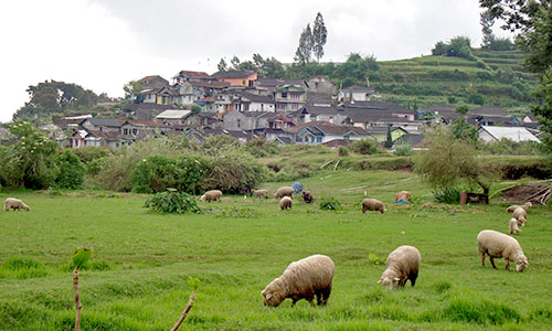 Dieng Countryside